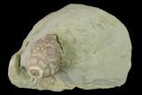 Fossil Crinoid (Macrocrinus) Calyx - Crawfordsville, Indiana #132802-1